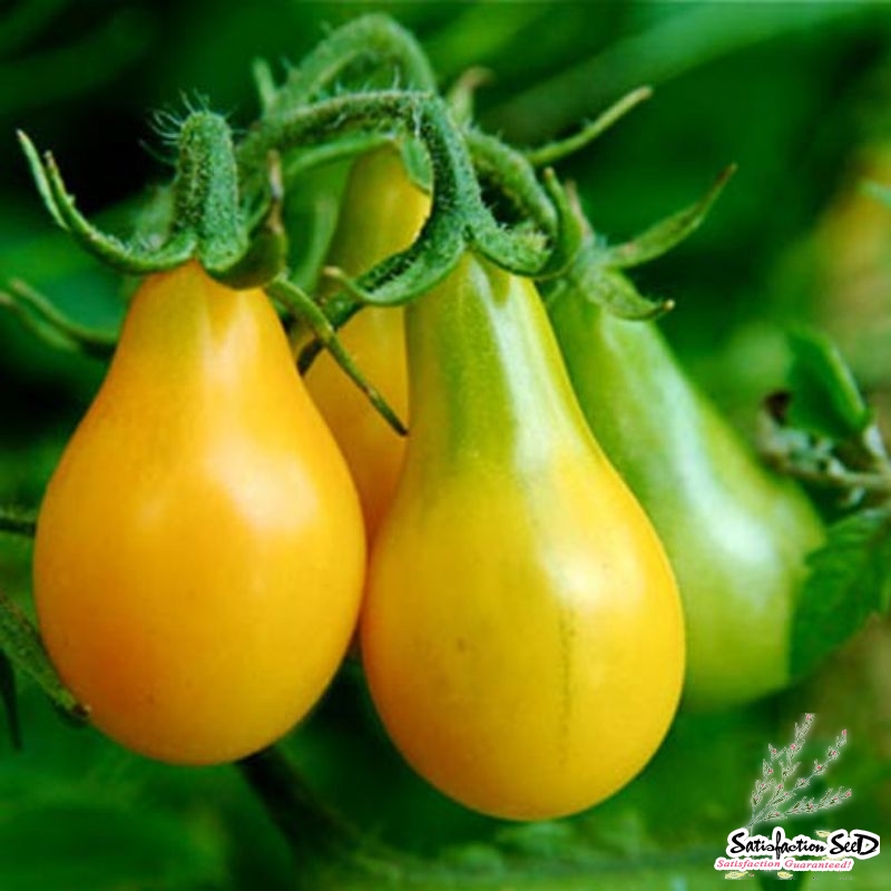 yellow pear tomato seeds