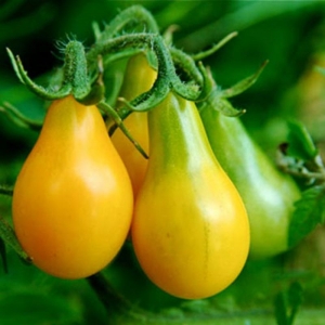 yellow pear tomato seeds
