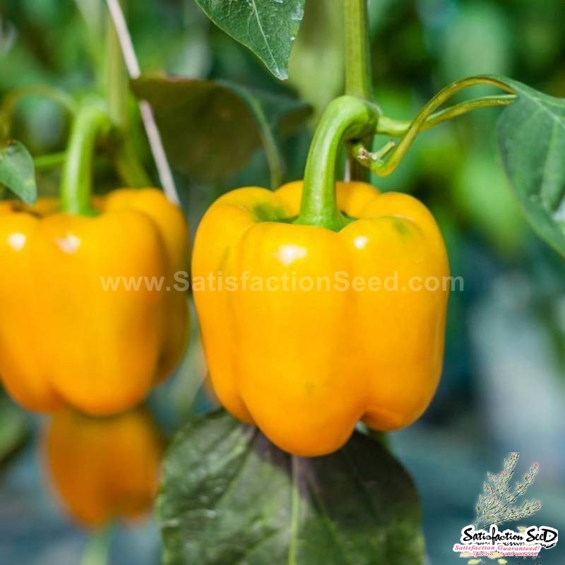 yellow wonder pepper seeds