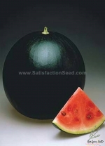 12kg f1 watermelon seeds