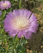 imperialis mix sweet sultan seeds