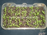 50cm mix cineraria seeds