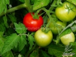 ace 55 tomato seeds