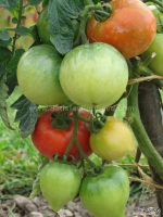 ace 55 tomato seeds