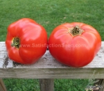 ace 55 tomato seeds