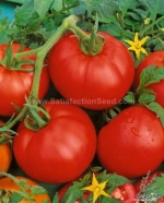 ace 55 tomato seeds