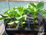 aladdin five color hot pepper seeds