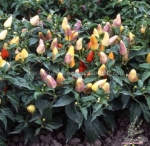 aladdin five color hot pepper seeds