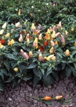 aladdin five color hot pepper seeds