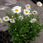 alaska shasta daisy seeds