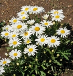 alaska shasta daisy seeds