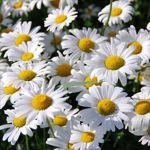 alaska shasta daisy seeds