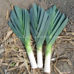 american flag leek seeds