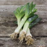 american flag leek seeds