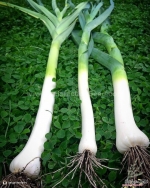 american flag leek seeds