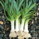american flag leek seeds
