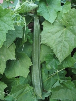 angled sponge gourd seeds
