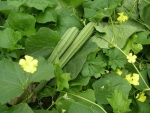 angled sponge gourd seeds