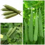 angled sponge gourd seeds