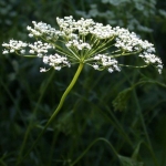 anise seeds