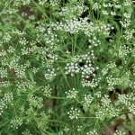 anise seeds