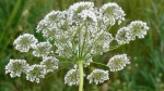 anise seeds