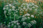 anise seeds
