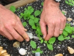 arugula seeds