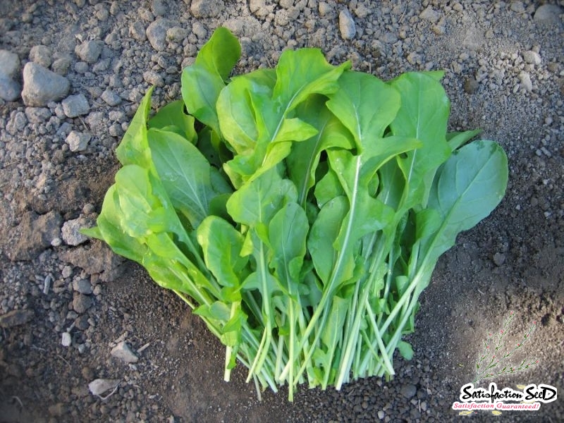 Arugula, Roquette Organic Seeds