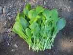 arugula seeds