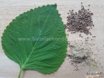 asia ip korean perilla seeds