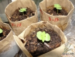 asia ip korean perilla seeds