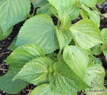 asia ip korean perilla seeds