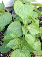 asia ip korean perilla seeds