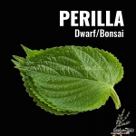asia ip korean perilla seeds