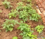 asian heirloom bush bean seeds