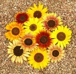 autumn beauty sunflower seeds