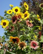 autumn beauty sunflower seeds