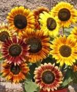 autumn beauty sunflower seeds