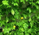 baby bitter gourd seeds