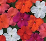 baby mix impatiens seeds