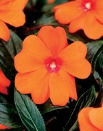 baby orange impatiens seeds