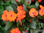 baby orange impatiens seeds