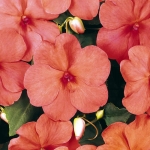 baby orange impatiens seeds