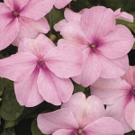 baby pink impatiens seeds