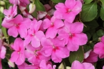 baby pink impatiens seeds