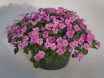 baby pink impatiens seeds