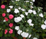 baby red white mix impatiens seeds