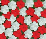baby red white mix impatiens seeds