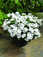 baby white impatiens seeds